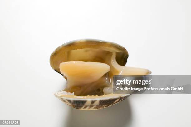 Close Clam Shell Open Clam Shell Photos and Premium High Res Pictures - Getty Images