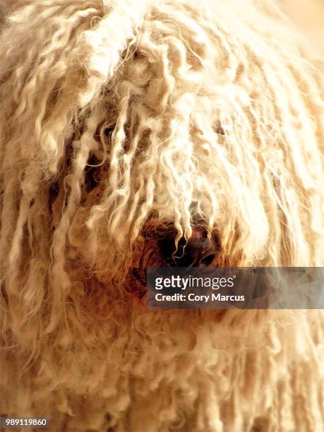 white guy with dreads - komondor stock pictures, royalty-free photos & images