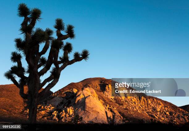 joshua tree silhouette, joshua tree national park, california - leckert stockfoto's en -beelden