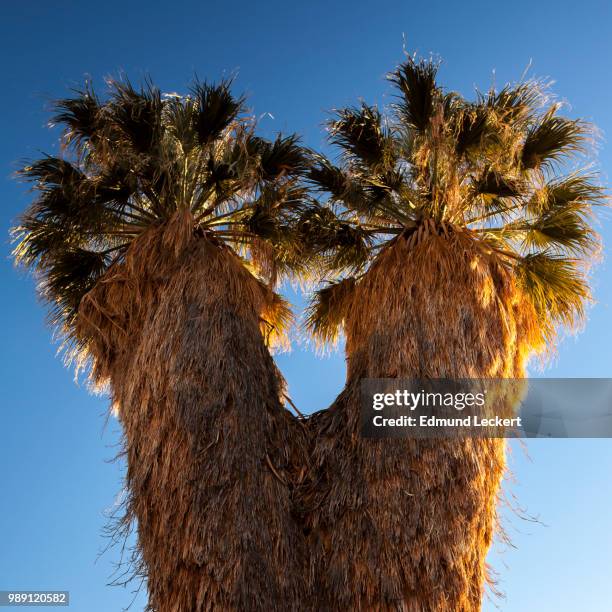 fan palm at cottonwood spring, joshua tree national park, california - leckert fotografías e imágenes de stock