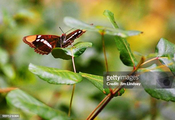 butterfly on poison oak - poison oak fotografías e imágenes de stock