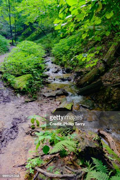 mohican state park - terry woods ストックフォトと画像