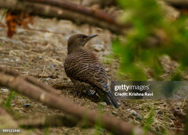 watchful northern flicker - flicker stockfoto's en -beelden