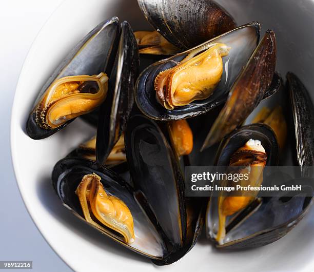 mussels in bowl, close up - muschel close up studioaufnahme stock-fotos und bilder