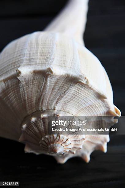 snail shell, close up - muschel close up studioaufnahme stock-fotos und bilder