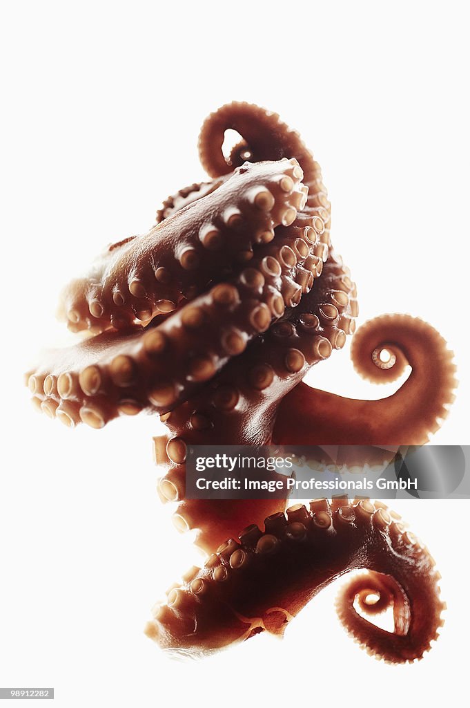 Octopus tentacles on white background, close-up