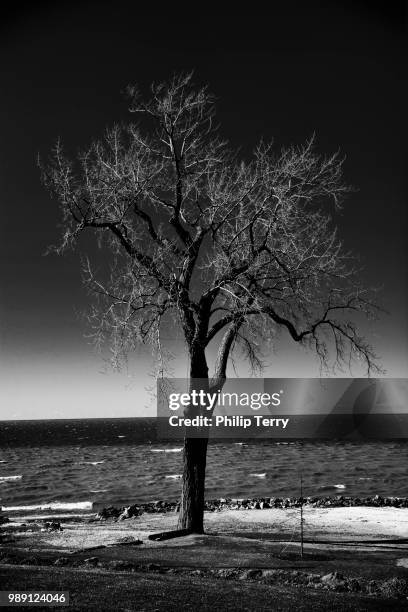 beulah beach-tree in b/w - terry woods stock pictures, royalty-free photos & images