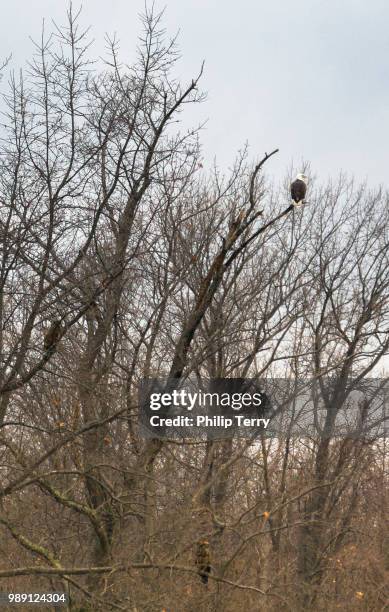 three eagles - terry woods ストックフォトと画像