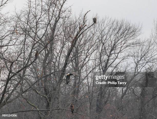 4 eagles - terry woods stock pictures, royalty-free photos & images