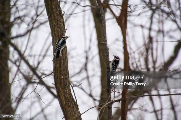 double woodpeckers - terry woods ストックフォトと画像