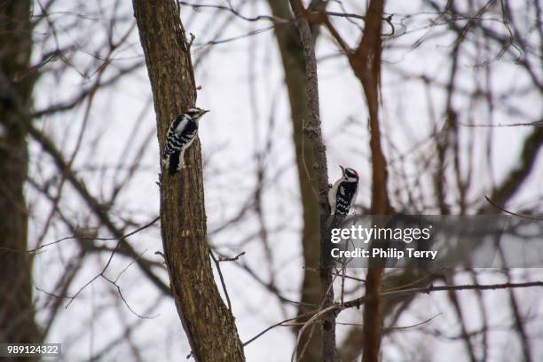 double woodpeckers - terry woods stock pictures, royalty-free photos & images