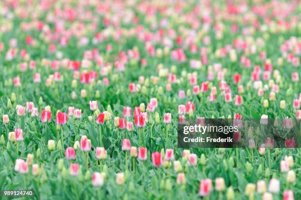 tulip field (tulipa spp.), north rhine-westphalia, germany - spp stock pictures, royalty-free photos & images