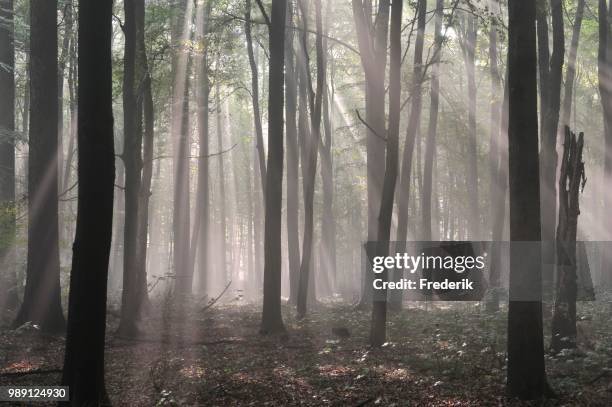 foggy deciduous forest, sun rays, dawn, north rhine-westphalia, germany - deciduous stock pictures, royalty-free photos & images