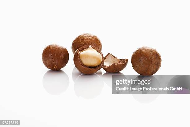 Open Nut Shell Nutshell Open Photos and Premium High Res Pictures - Getty Images