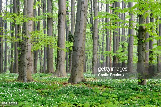 european beeches (fagus sylvatica), deciduous forest in spring with wood anemones (anemone nemorosa), north rhine-westphalia, germany - deciduous stock pictures, royalty-free photos & images