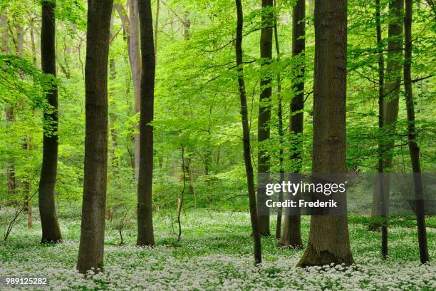 deciduous forest in spring, blooming wild garlic (allium ursinum), north rhine-westphalia, germany - deciduous stock pictures, royalty-free photos & images