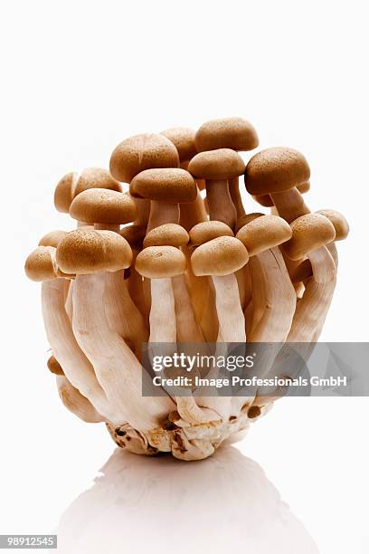 shimeji mushrooms on white background, close-up - shimeji mushroom - fotografias e filmes do acervo