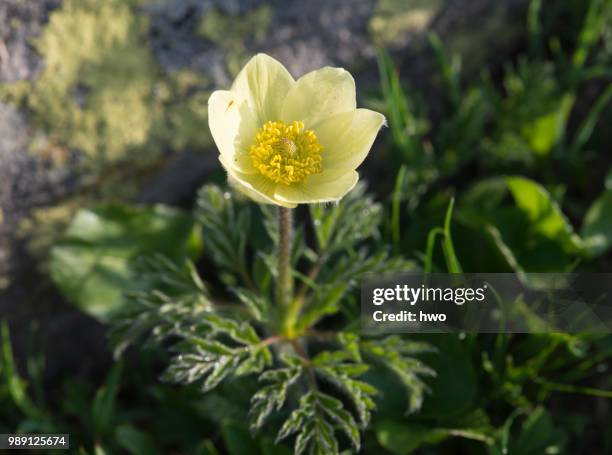 alpine pasqueflower (pulsatilla alpina), lavizzara, canton of ticino, alps, switzerland - pulsatilla alpina stock pictures, royalty-free photos & images