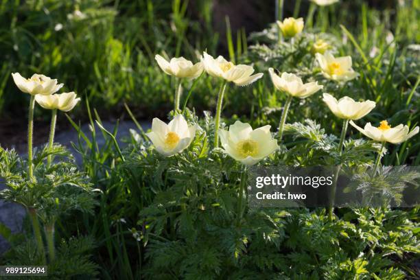 alpine pasqueflowers (pulsatilla alpina), lavizzara, ticino, alps, switzerland - pulsatilla alpina stock pictures, royalty-free photos & images