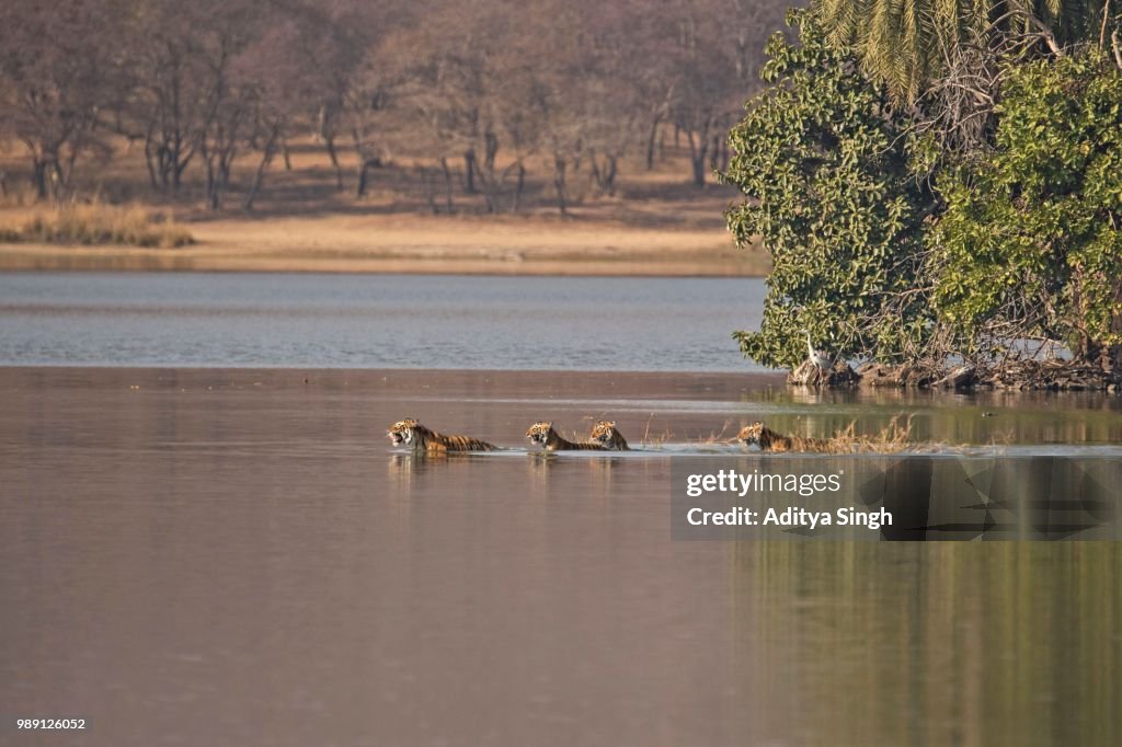 Wild Indian Tigers or Bengal Tigers, tiger family (Panthera tigris tigris), adult female with three cubs, crossing through the water of a lake, Ranthambhore National Park, Rajasthan, India