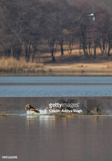 wild indian tigers or bengal tigers, tiger family (panthera tigris tigris), adult female with three cubs, crossing through the water of a lake, ranthambhore national park, rajasthan, india - a bengal tiger stockfoto's en -beelden