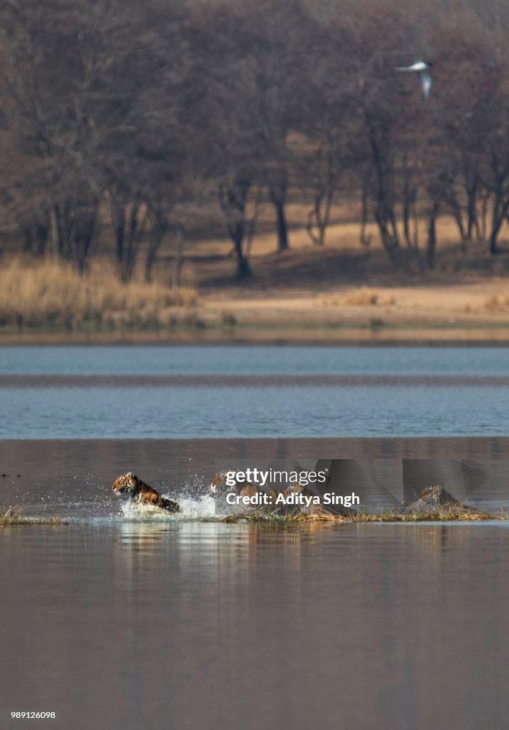 Wild Indian Tigers or Bengal Tigers, tiger family (Panthera tigris tigris), adult female with three cubs, crossing through the water of a lake, Ranthambhore National Park, Rajasthan, India