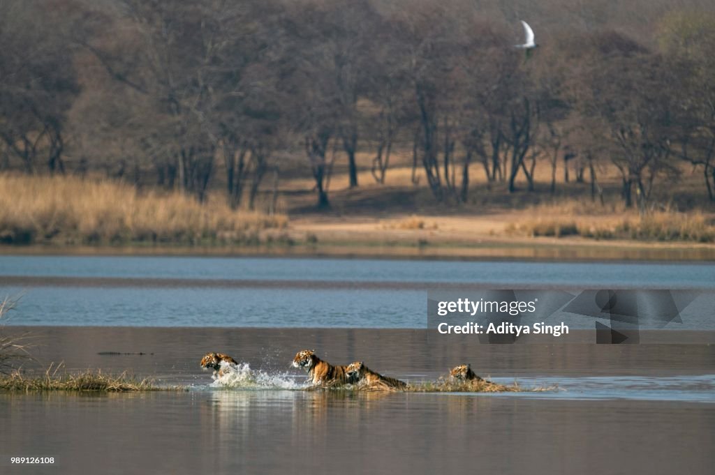 Wild Indian Tigers or Bengal Tigers, tiger family (Panthera tigris tigris), adult female with three cubs, crossing through the water of a lake, Ranthambhore National Park, Rajasthan, India