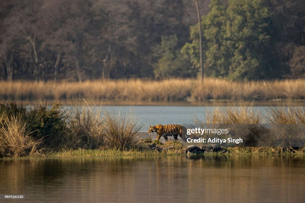 Wild Indian Tigers or Bengal Tigers, tiger family (Panthera tigris tigris), adult female with three cubs, crossing through the water of a lake, Ranthambhore National Park, Rajasthan, India
