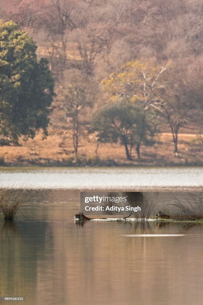 Wild Indian Tigers or Bengal Tigers, tiger family (Panthera tigris tigris), adult female with three cubs, crossing through the water of a lake, Ranthambhore National Park, Rajasthan, India