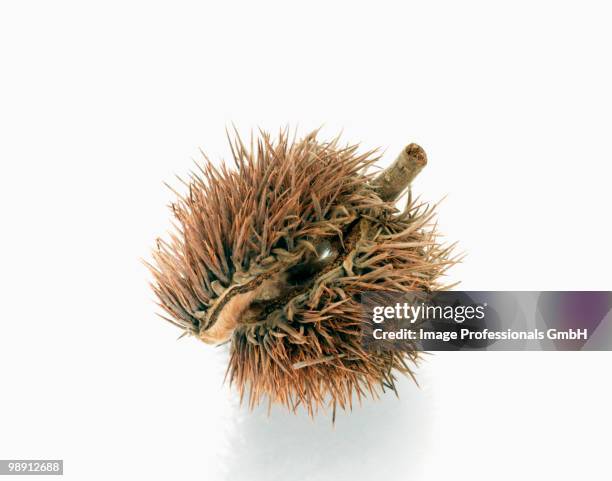 Identify Chestnuts Shell 281 Chestnut Shell Stock Photos, High-Res Pictures, and Images - Getty ...