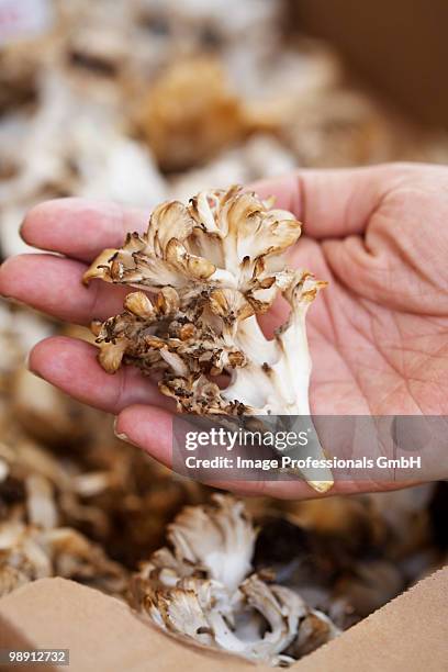 hand holding maitake mushroom, close up - klapperschwamm stock-fotos und bilder