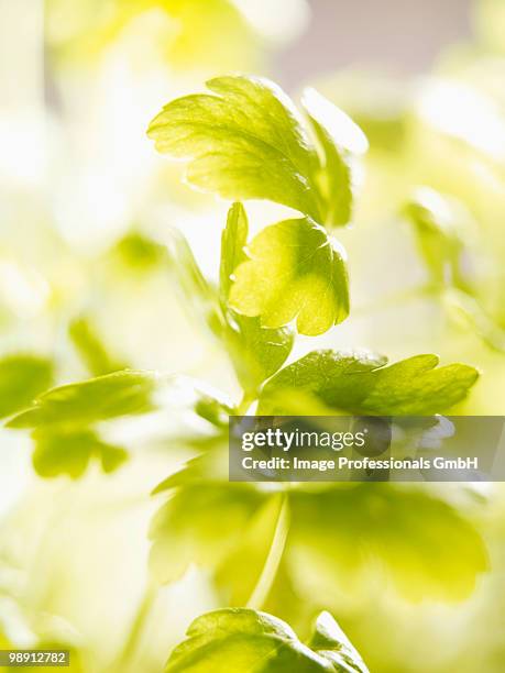 flat-leaf parsley, close-up - flat leaf parsley - fotografias e filmes do acervo