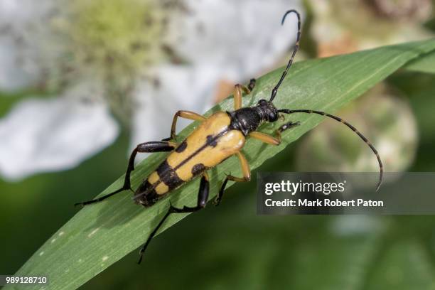 black and yellow long horned beetle - horned beetle bildbanksfoton och bilder