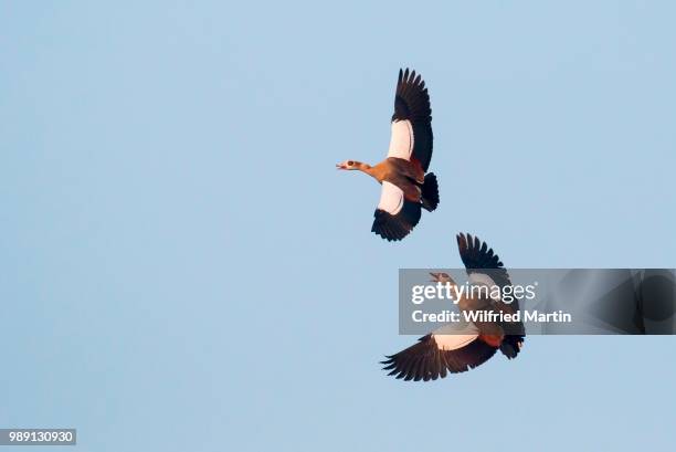 two egyptian geese (alopochen aegyptiacus) fighting in the air, hesse, germany - air raid stockfoto's en -beelden