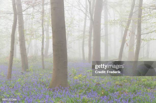 foggy deciduous forest with atlantic bluebells (hyacinthoides non-scripta), germany - deciduous stock pictures, royalty-free photos & images