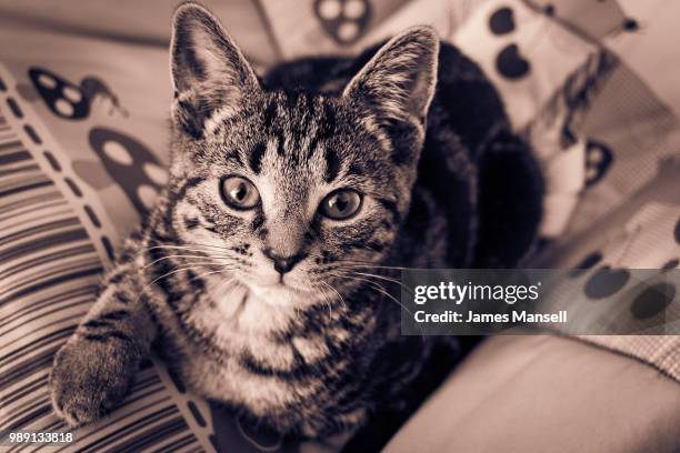 kitten sitting - mansell stockfoto's en -beelden