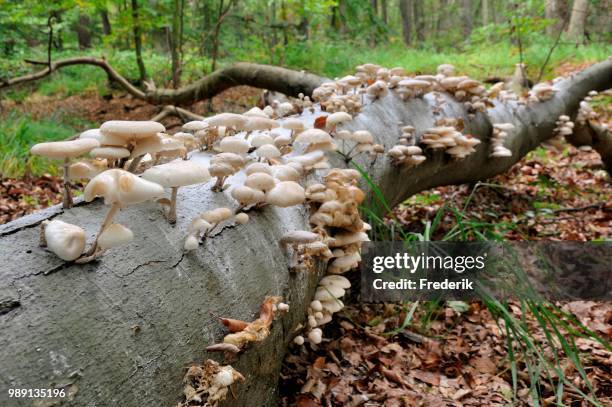 porcelain fungus (oudemansiella mucida) on beech deadwood (fagus sylvatica) in darsser forest, western pomerania lagoon area national park, mecklenburg-western pomerania, germany - agaricomycotina stock pictures, royalty-free photos & images