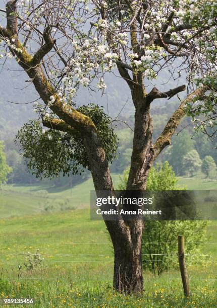 european mistletoe (viscum album), parasite, modenbachtal, southern palatinate, palatinate, rhineland-palatinate, germany - viscum album stock pictures, royalty-free photos & images