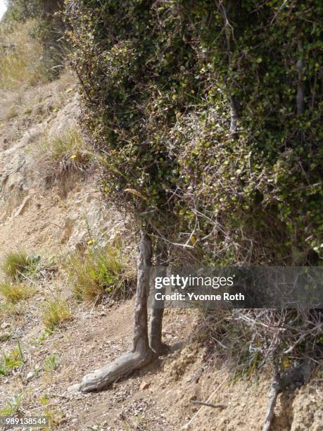 Roth Tree Photos and Premium High Res Pictures - Getty Images