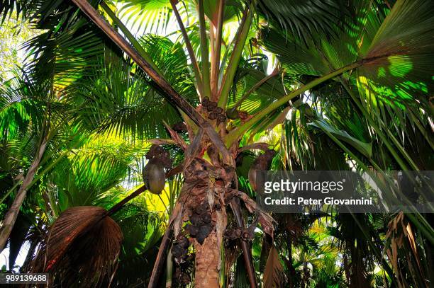 sea coconut, coco de mer (lodoicea maldivica), nature reserve vallee de mai, unesco world heritage site, praslin island, seychelles - fruits de mer stock-fotos und bilder