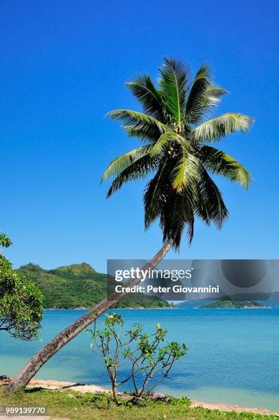 palm tree anse lazio beach, praslin island, seychelles - bay tree photos et images de collection