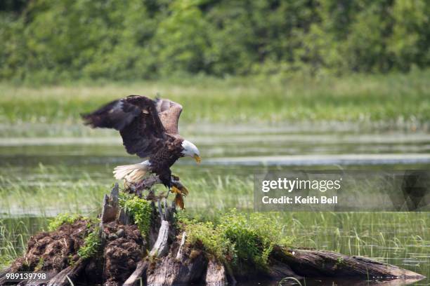 a bald eagle eating a northern pike. - northern pike ストックフォトと画像