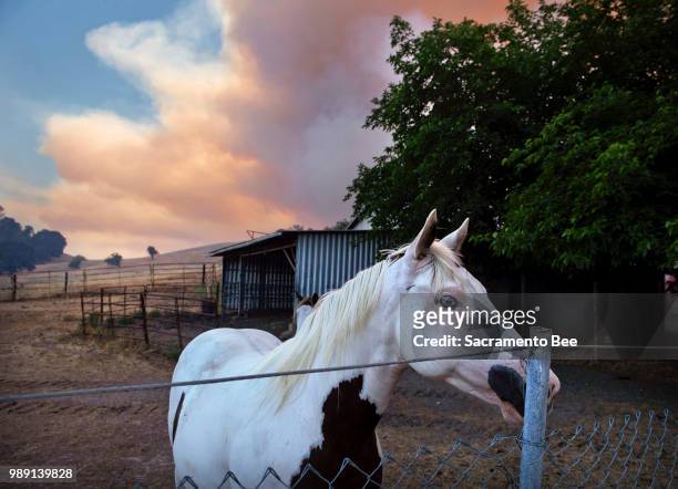 Horse looks on in his pasture near where the County Fire burns in Yolo County on Saturday, June 2018.