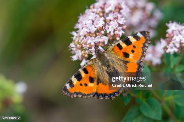 small tortoiseshell (aglais urticae) on oregano (origanum vulgare), thuringia, germany - origanum stock pictures, royalty-free photos & images