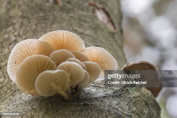 porcelain fungus (oudemansiella mucida) on a beech tree, darss, mecklenburg-western pomerania, germany - agaricomycotina stock pictures, royalty-free photos & images