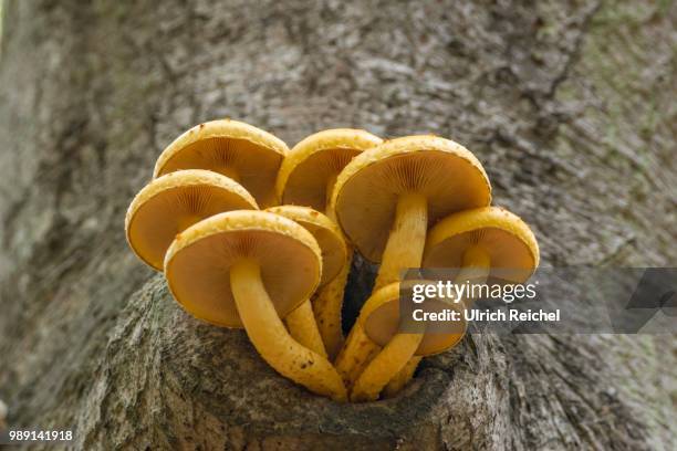 golden scalycap (pholiota aurivella) on a red beech tree, darss, mecklenburg-western pomerania, germany - agaricomycotina stock pictures, royalty-free photos & images