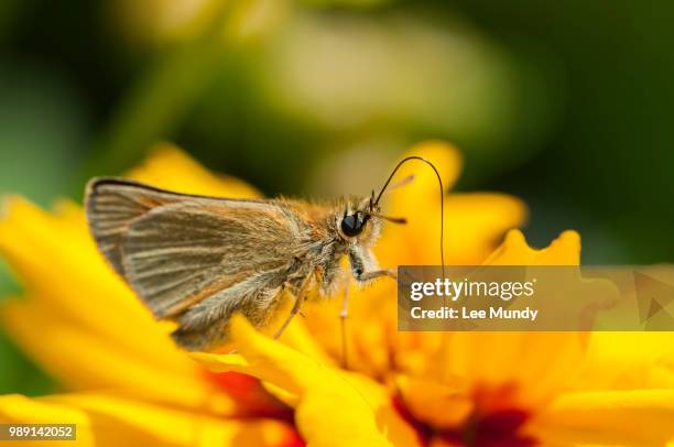 rhs hampton: large skipper butterfly. - hesperiidae stock pictures, royalty-free photos & images