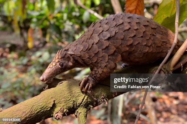 long-tailed pangolin (phataginus tetradactyla), mangamba, littoral province, cameroon - littoral - fotografias e filmes do acervo