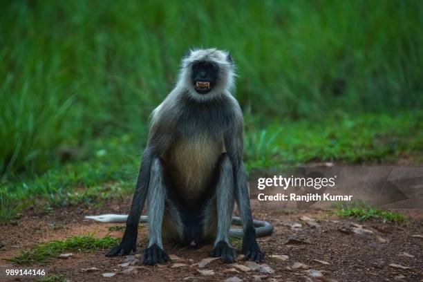 langur - silvered leaf monkey stock pictures, royalty-free photos & images