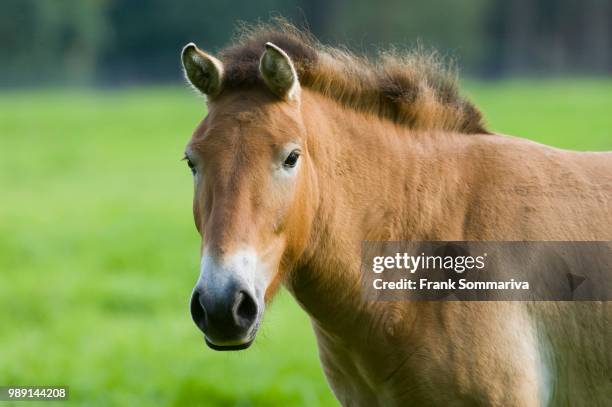przewalski's horse, dzungarian horse (equus ferus przewalskii), captive, hesse, germany - przewalski horses equus przewalskii stock pictures, royalty-free photos & images